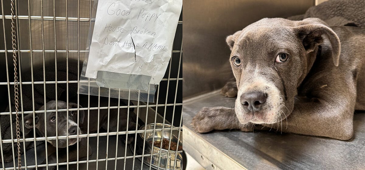 Dog abandoned outside shelter with heartbreaking note and tears in her ...
