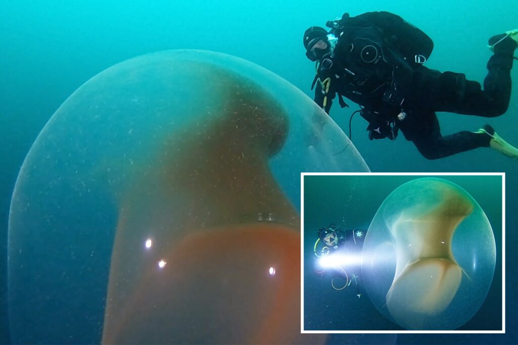 Giant Bubble Discovered By Divers Incubates A Plethora Of New Life Hasan Jasim 5834