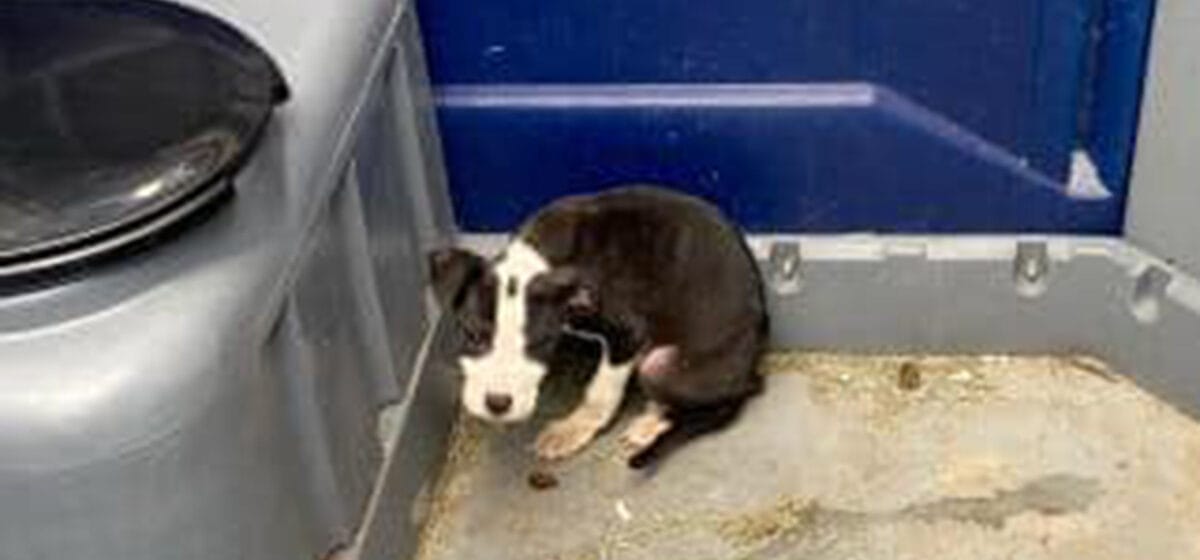 8weekold puppy found abandoned in porta potty — rescue gives him a