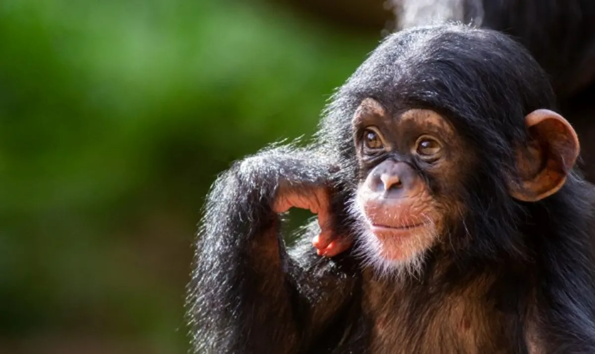 Human And Chimp DNA Is 98.8 Percent Identical – So How Are We So