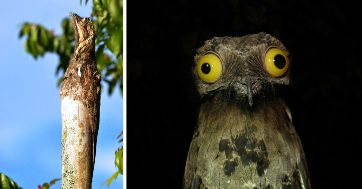 This Curious Bird Spends The Day Pretending to Be a Tree in the ...