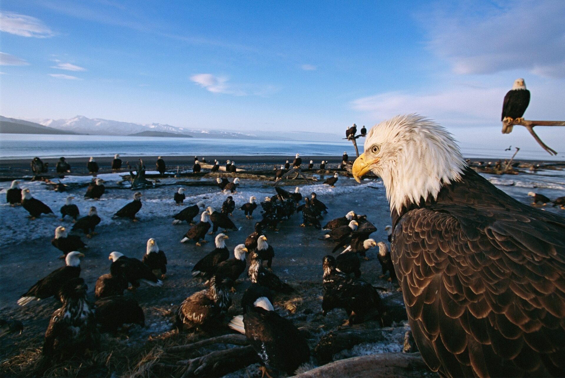 Endangered No Longer: Our Favorite Pictures of Bald Eagles - Hasan Jasim
