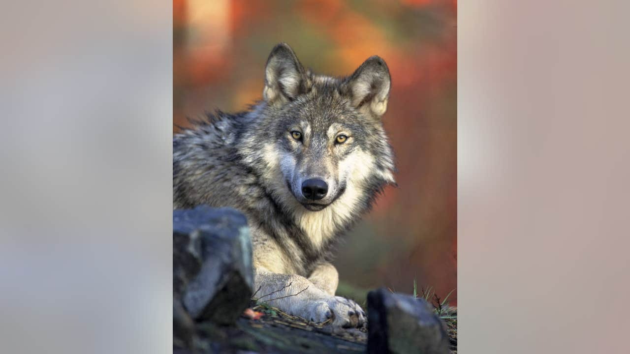 No charges in killing of gray wolf in southern Michigan. Experts