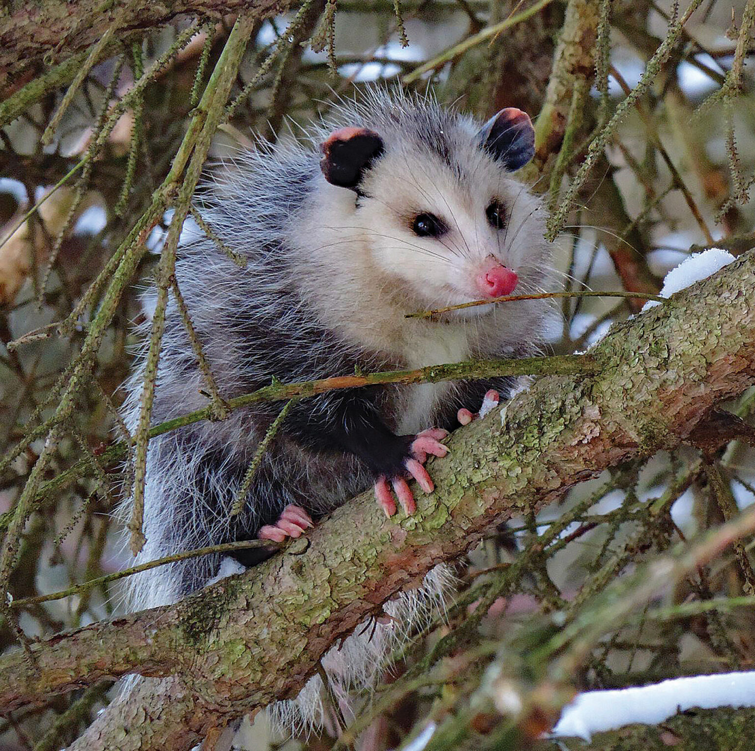 The Adorable Opossum: Misunderstood But Mighty - Hasan Jasim