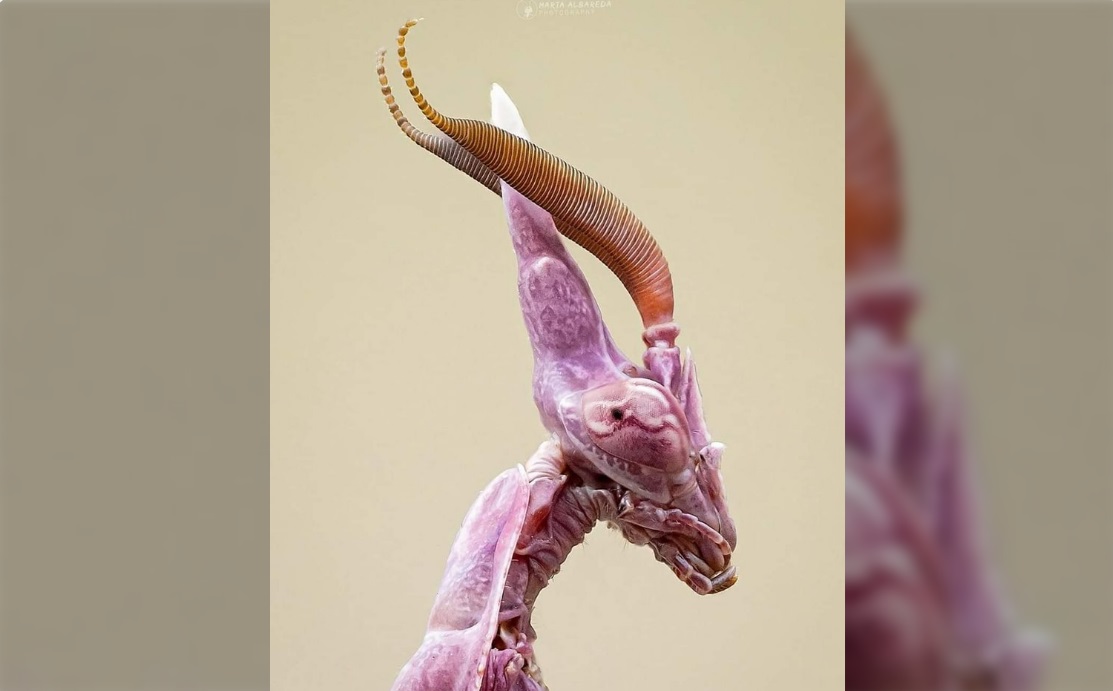 Nope. Not Alien. Macro Photography Conehead Praying Mantis (Empusa pennata)! Hasan Jasim