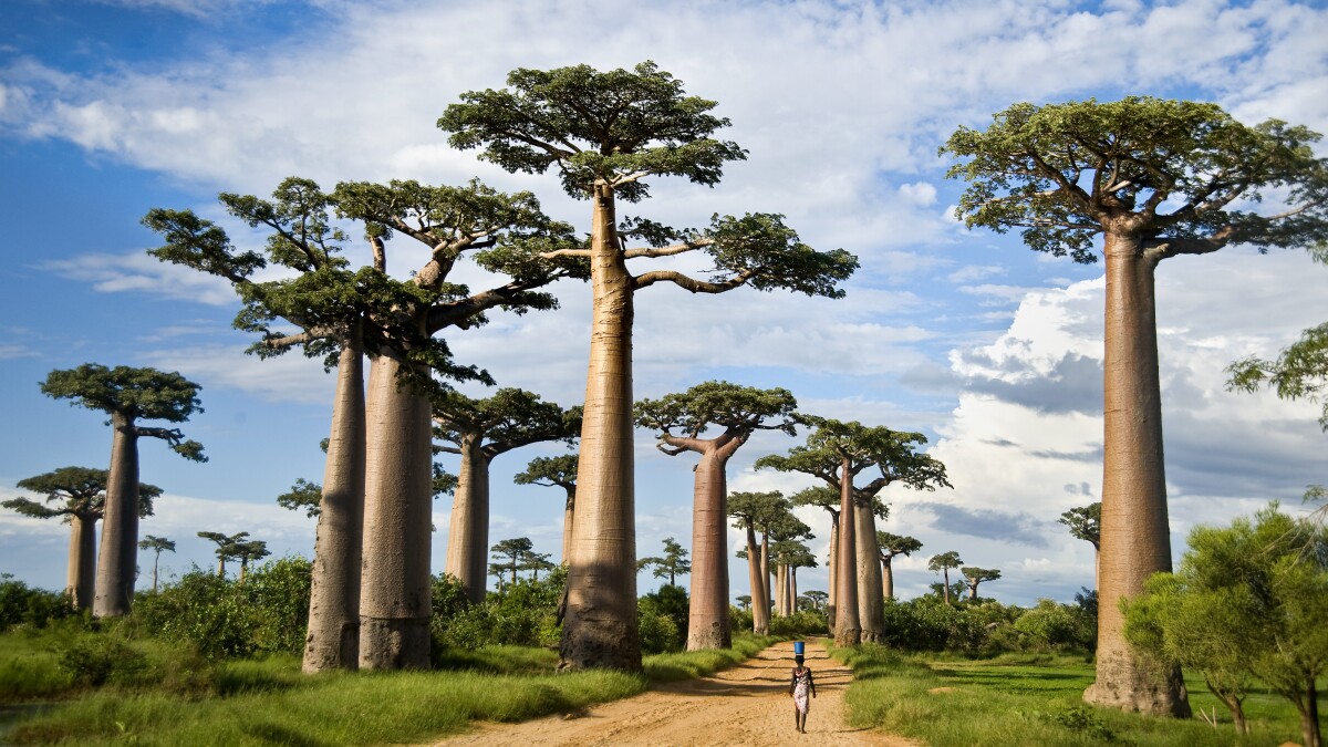 Finally, an answer to a mystery surrounding these 1,000-year-old trees ...
