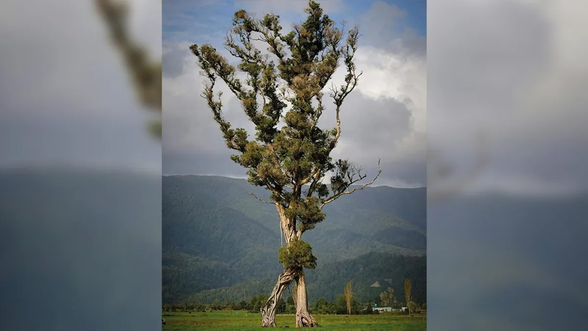 Sentinent Tree “Walking” Tree That Looks Like An Ent Just Won New Zealand Tree Of The ...