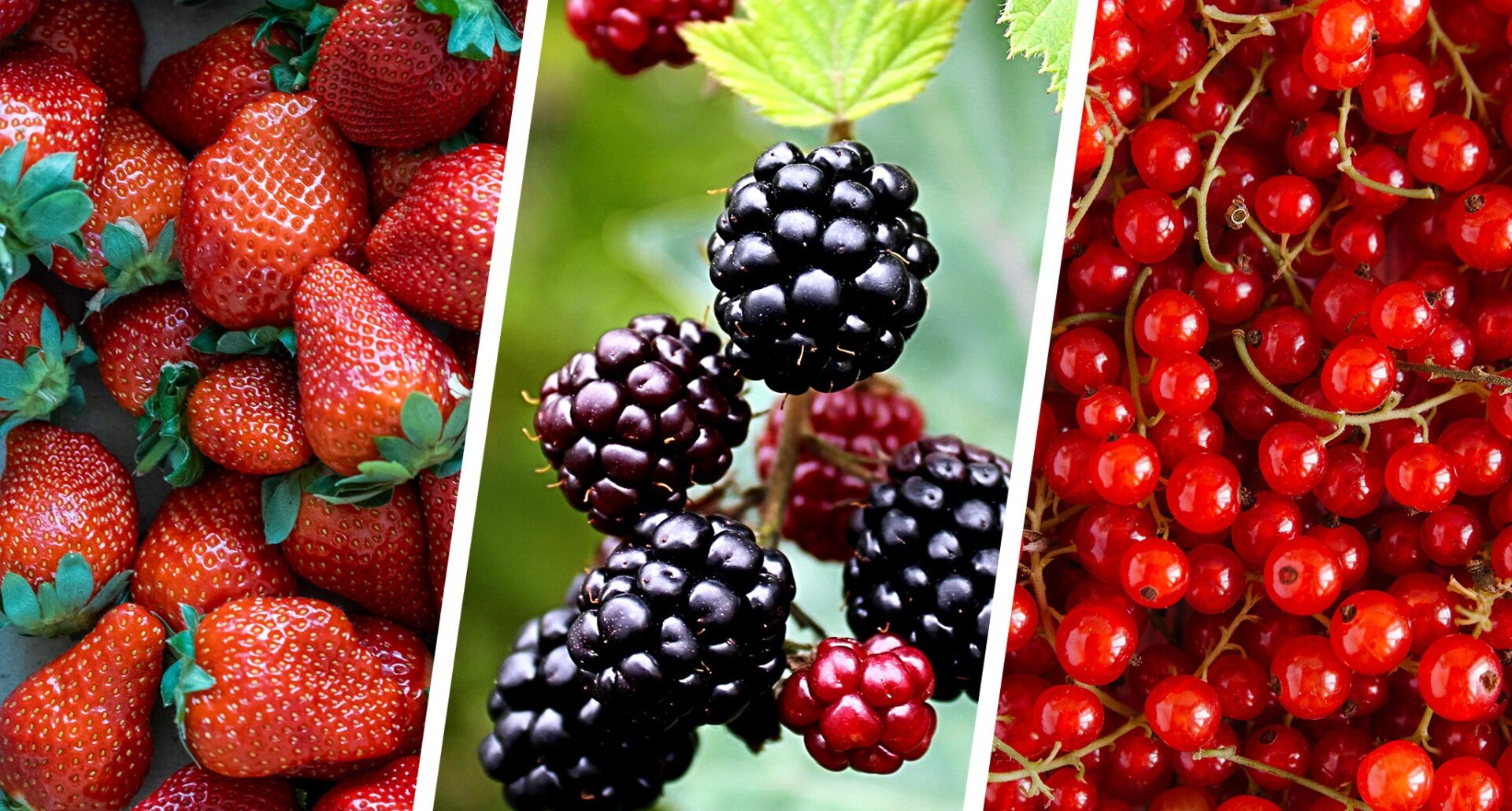 30 Different Types Of Berries and Why You Should Be Eating Each And 30 Different Types Of Berries and Why You Should Be Eating Each And