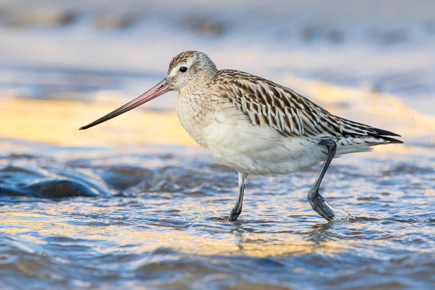 Bar-tailed Godwit Makes Record-Breaking Non-Stop Flight - Hasan Jasim