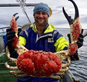 Tasmanian Giant Crab: A Clawed Colossus of the Deep Seas - Hasan Jasim