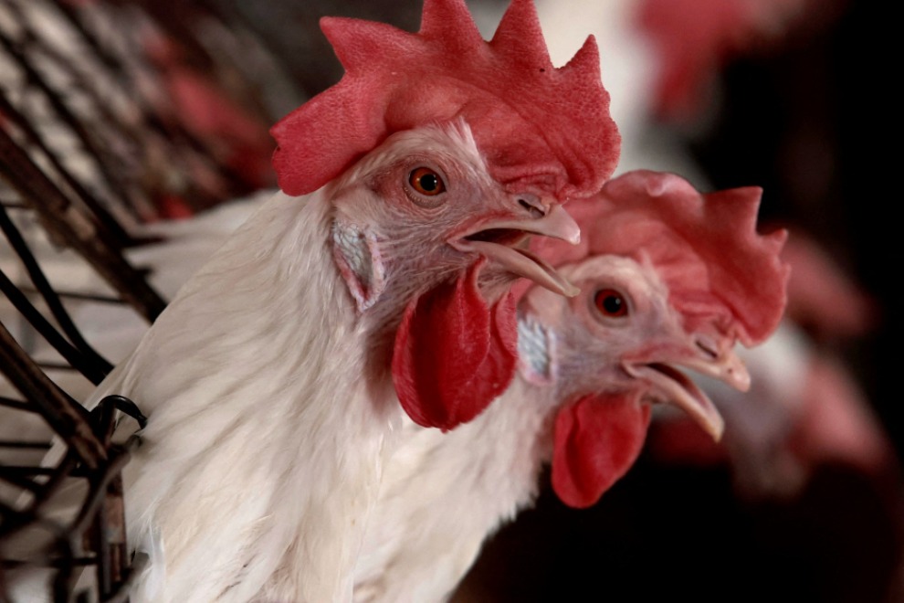 First Human Case of Bird Flu Without Animal Contact Identified in