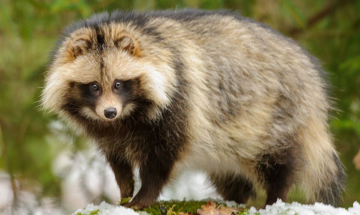 Raccoon Dog: A Surprising Canine Cousin - Hasan Jasim