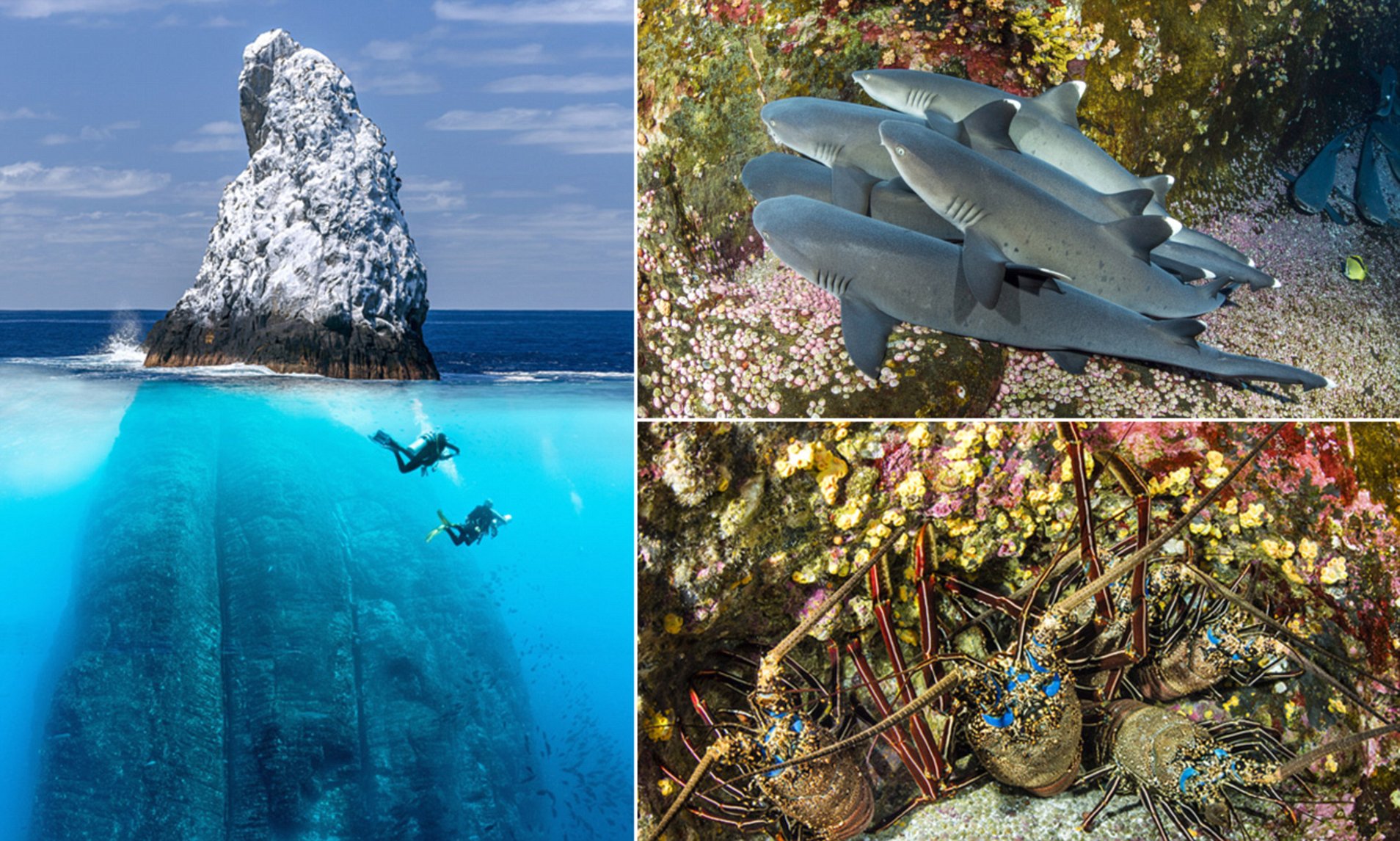 Swiss Diver Captures Underwater Oasis at 650ft Rock - Hasan Jasim