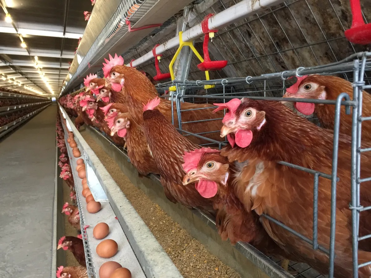 Over 20 Million US Chickens Killed By Bird Flu, Contributing To Egg ...