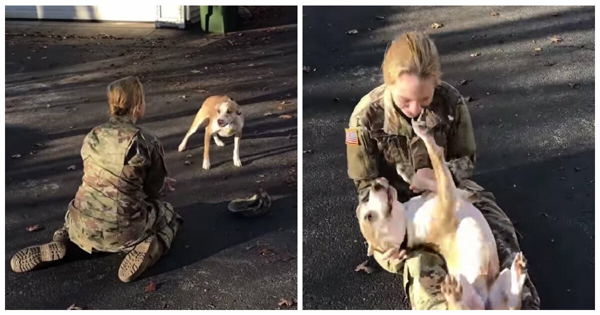 Army Recruit Reunites With Her Dog After 8 Months — And He Recognizes ...
