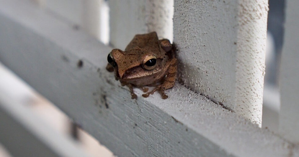 Frogs Have What does it mean to have frogs in your house? - Hasan Jasim