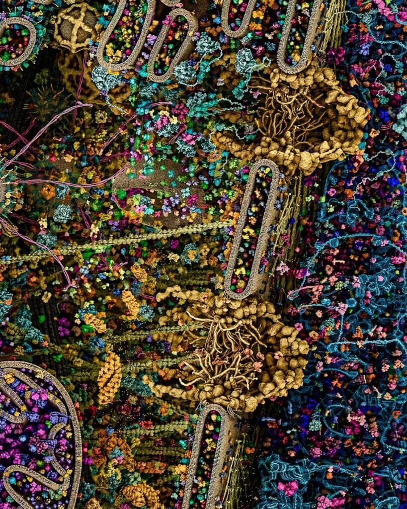 This may be one of the clearest visual reconstructions of a human cell ...