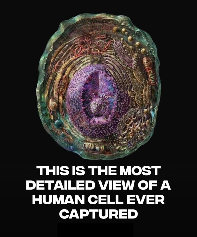 This may be one of the clearest visual reconstructions of a human cell ...