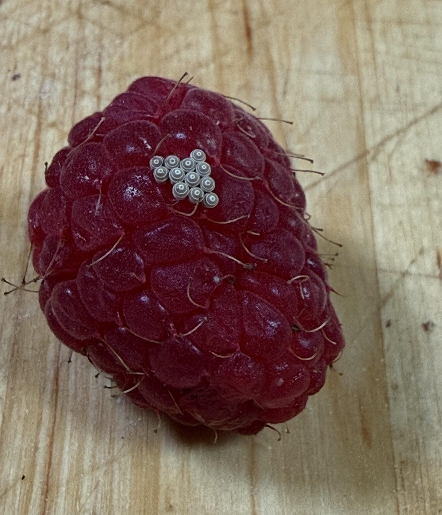 Worm Inside Raspberry Why Tiny White Worms Sometimes Appear When You Soak Raspberries In Salt ...